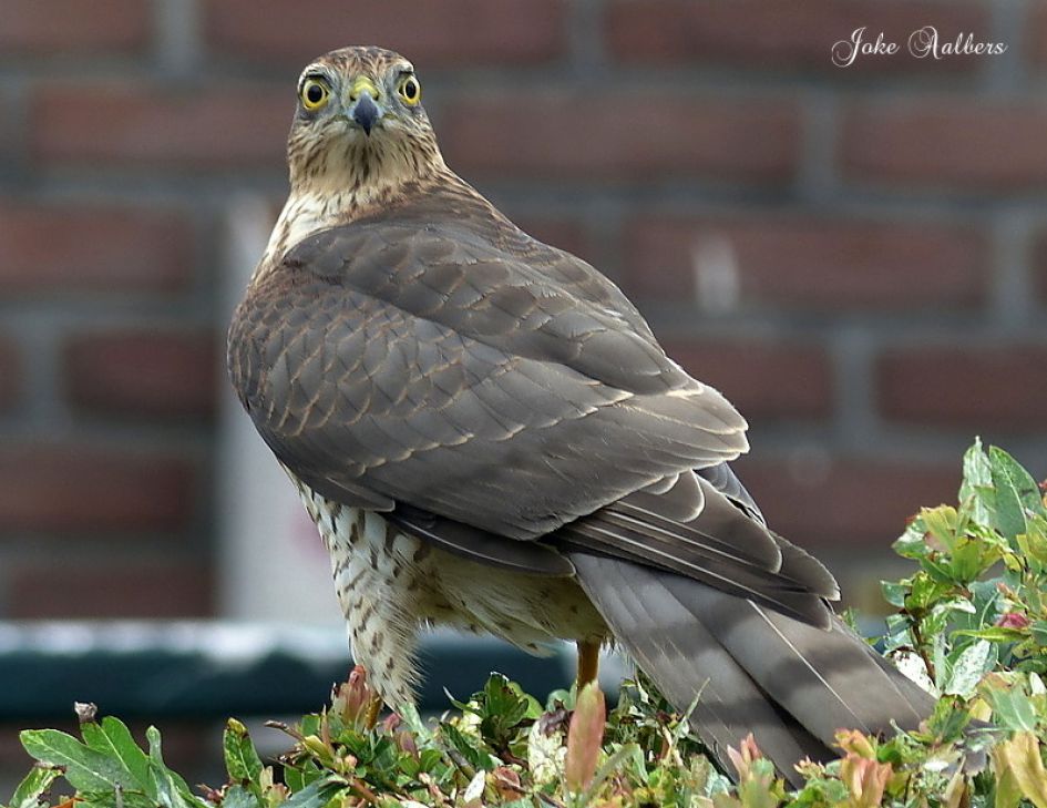 Wat is dit voor vogel?
